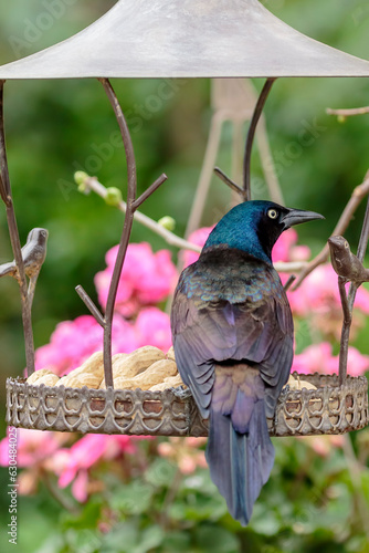 Common grackle perching on bird's food station photo