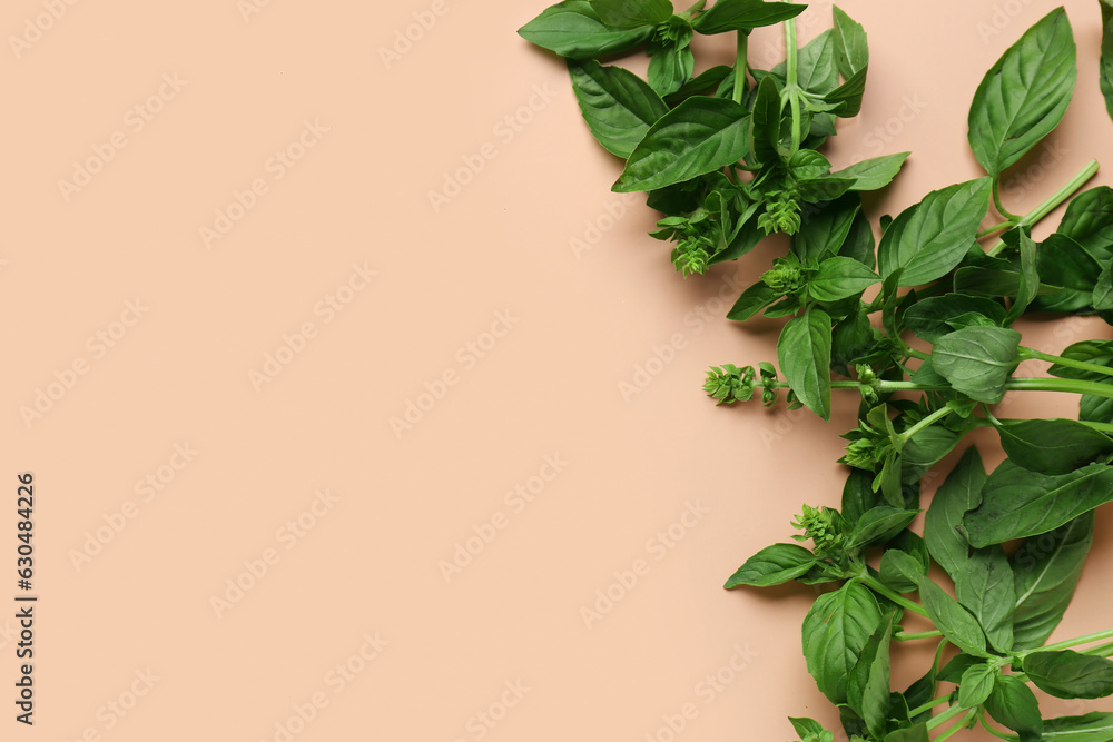 Fototapeta premium Fresh aromatic basil on color background