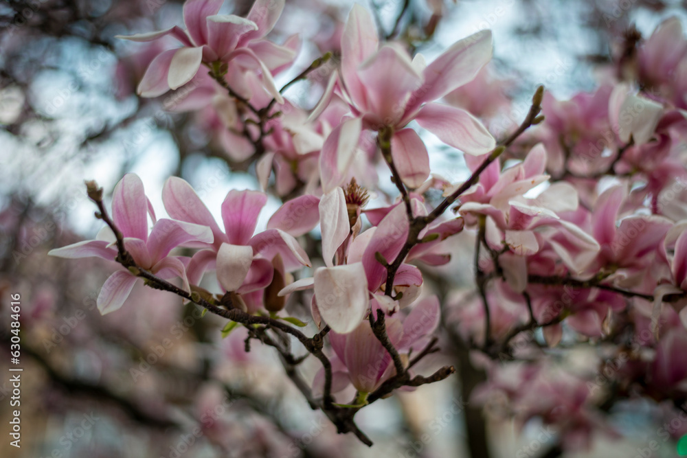 MAGNOLIO HOJAS DE ARBOL MORADAS MAGNOLIAS MAGNOLIO HOJAS DE ARBOL MORADAS MAGNOLIAS
