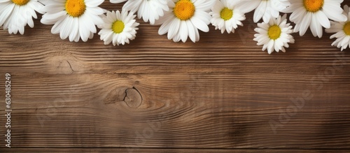 Daisy Chamomile flowers on a wooden background. Adequate space for text and copy.