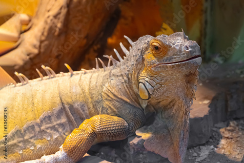 Close-up portrait of beautiful Green Iguana  american iguana in terrarium. Domestic animal  pet  hobby