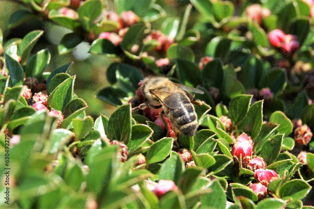 Obraz premium A bee on a sunny spring day. A bee on a branch of a decorative bush
