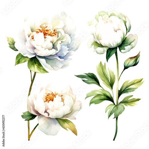 set of white peony floral watercolor, flower watercolor, leaves watercolor 