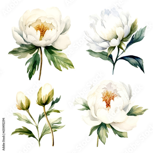Fototapeta Naklejka Na Ścianę i Meble -  set of white peony floral watercolor, flower watercolor, leaves watercolor	