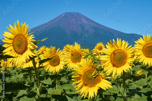 夏の富士山とひまわり畑 山梨県