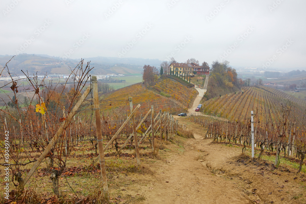 Autumnal landscape of Langhe region with its characteristic grapevines, Pidmont, Italy