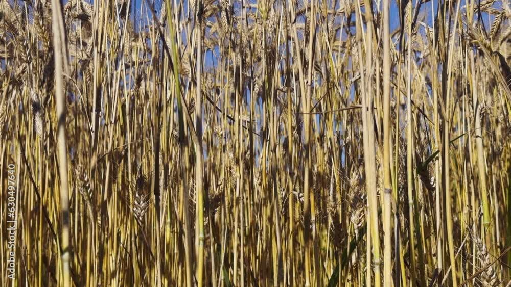 Yellow Spike Wheat Field Sway in the Wind Yellow Spike Wheat Field Sway in the Wind