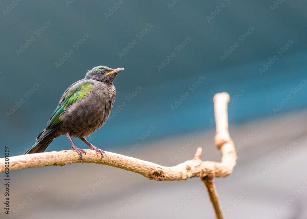 Fototapeta premium Emerald Starling (Lamprotornis iris)