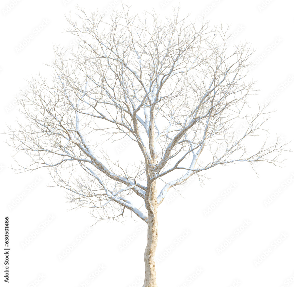 Side view of leafless tree covered by snow Side view of leafless tree covered by snow