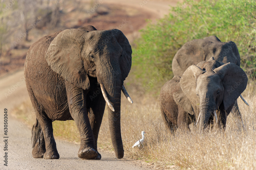Fototapeta premium Elephant herd in the Kruger National Park in South Africa