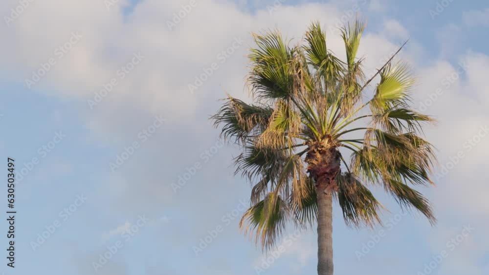A palm tree against a clear blue sky A palm tree against a clear blue sky