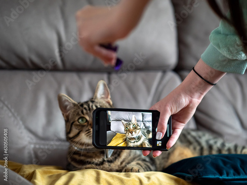Smart phone screen with cute tabby cat in focus. Cat out of focus in the background. Taking picture of pet concept.