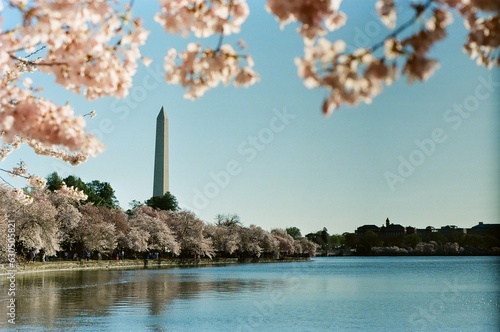 state monument and blossoms