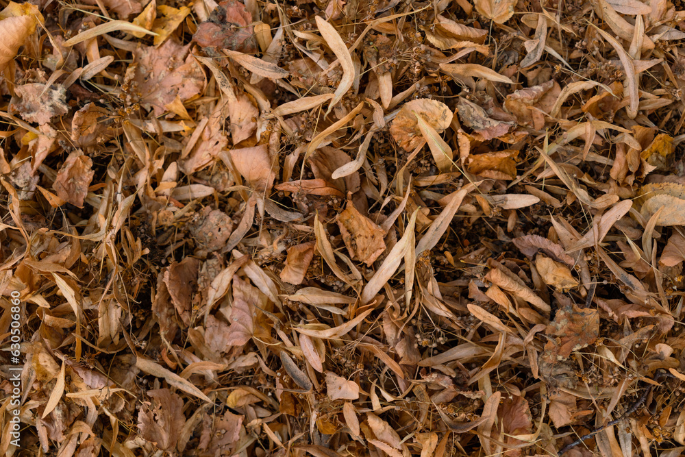 dry linden leaves on the ground, close up, texture, background