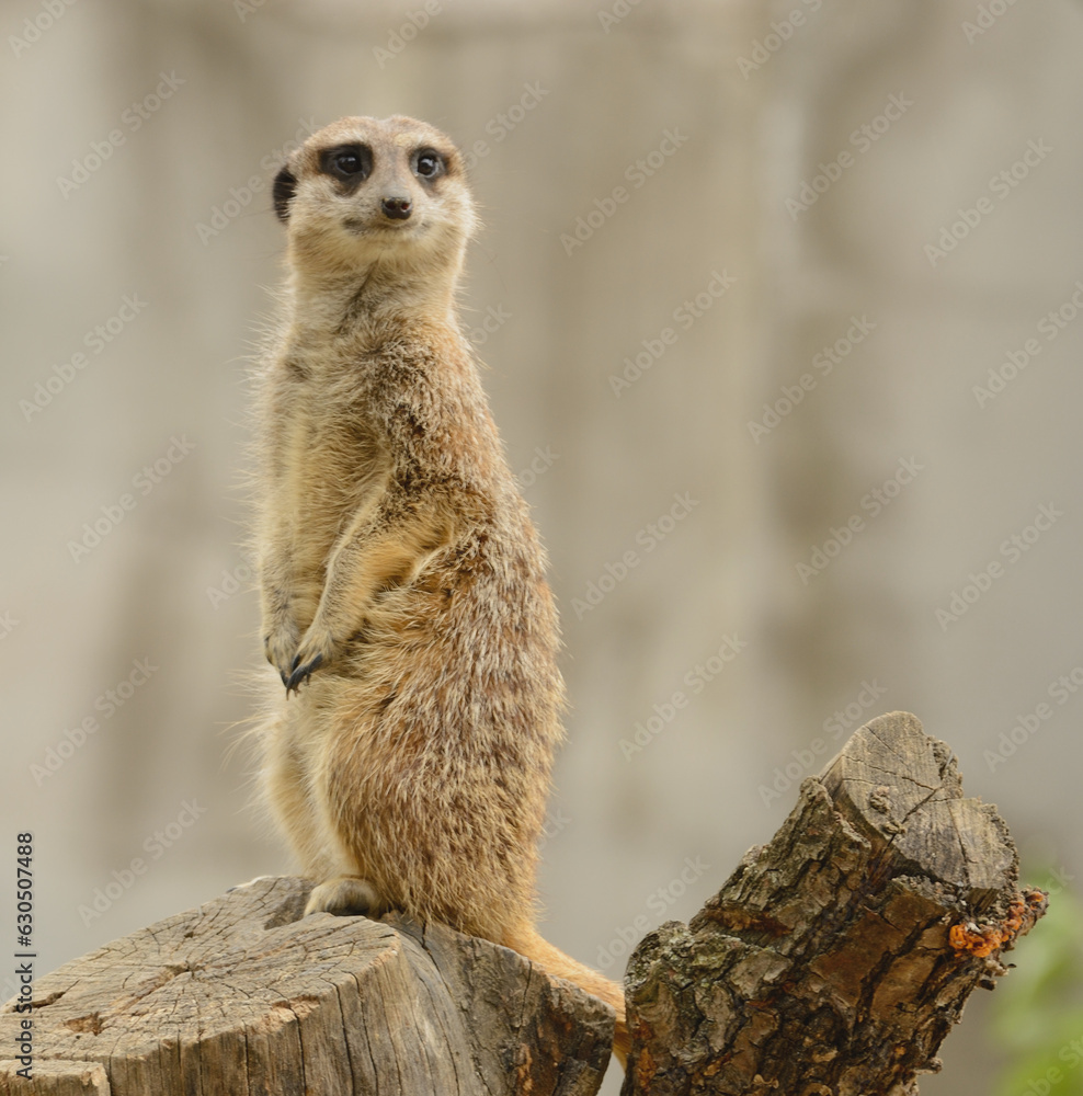 Fototapeta premium suricate zoo parisien