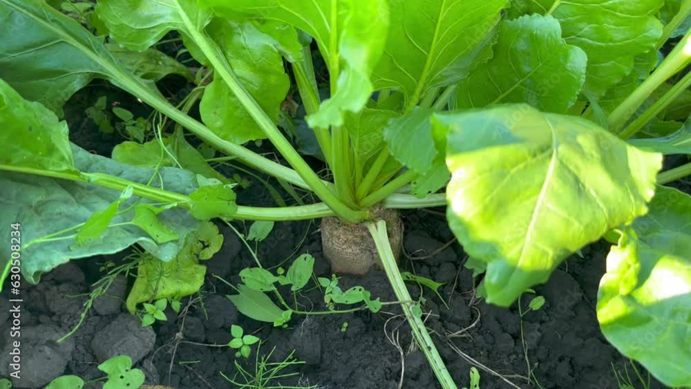 The root of a young sugar beet has grown out of the ground and is ripening on a sunny summer day in the garden. Young green sugar beets grow in a field in black soil. Cultivation of sugar beet The root of a young sugar beet has grown out of the ground and is ripening on a sunny summer day in the garden. Young green sugar beets grow in a field in black soil. Cultivation of sugar beet