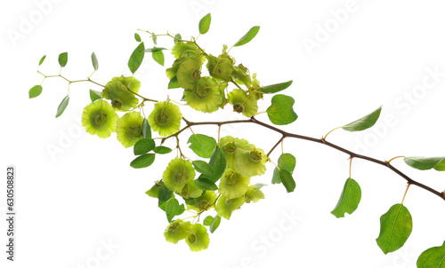 Young twig of tree with green flowers and seeds isolated on white, clipping path