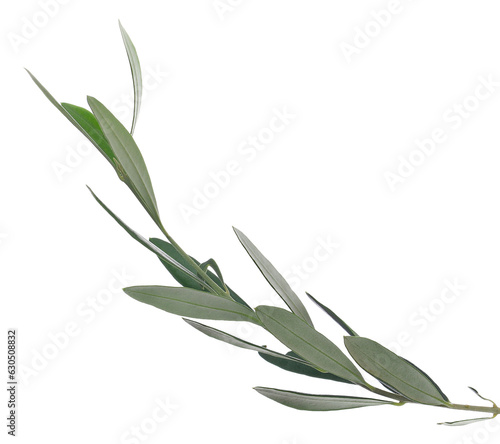 Branch olive, green leaves isolated on white, clipping path