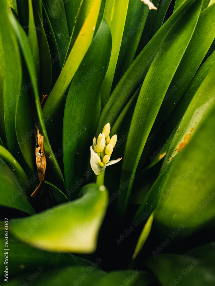 Fototapeta premium plant in the garden