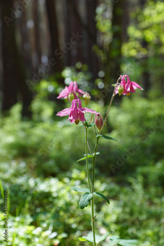 flowers in the garden