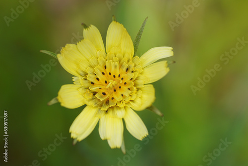yellow blossom close up