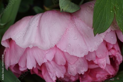 pink flower peony