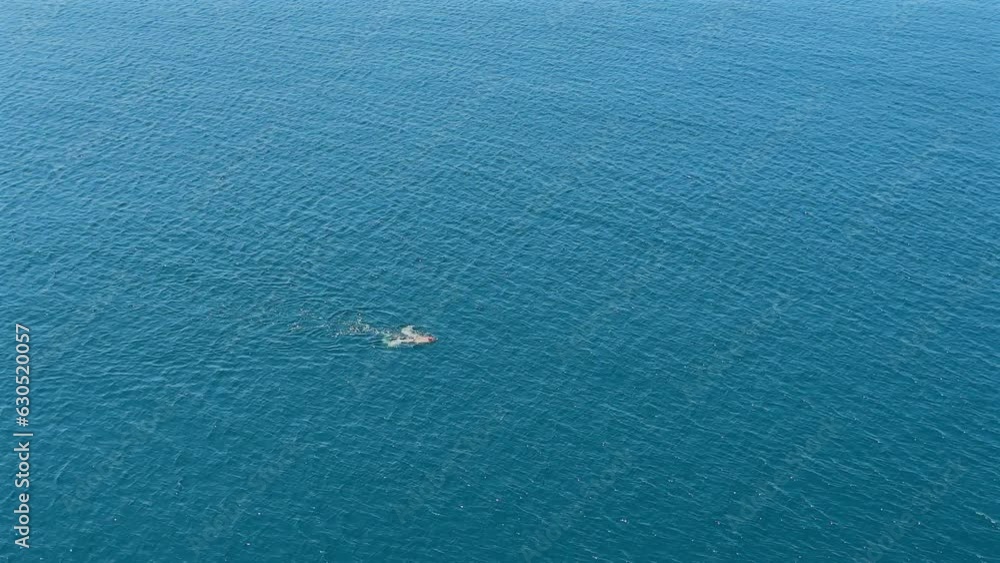 a swimmer in the sea a swimmer in the sea
