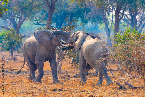 Fighting Bull Elephants- Zambia 