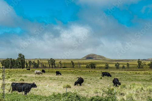 cattle in pasture. Junction of Hokuloa UCC and Mamalahoa Highway, Waimea, Big island Hawaii.