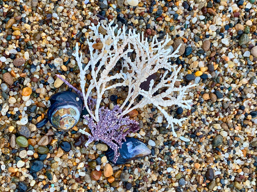 Close-up of seeweed and other sea creatures at low tide photo