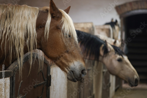 Adorable horses in stable, space for text. Lovely domesticated pet © New Africa