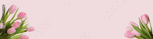 Beautiful tulips on pastel pink background. Banner design with space for text