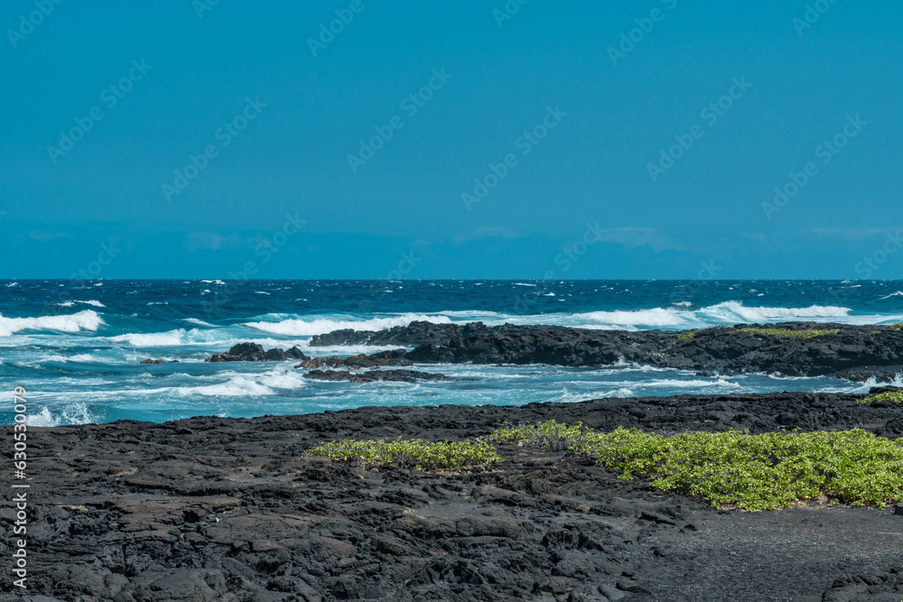 Punalu'u Black Sand Beach , Big Island, Hawaii.  Pahoehoe  Lava. volcanic rock. Scaevola taccada,beach cabbage, sea lettuce, or beach naupaka,
