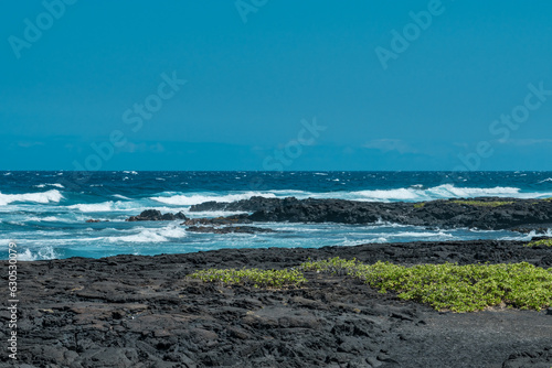 Punalu u Black Sand Beach   Big Island  Hawaii.  Pahoehoe  Lava. volcanic rock. Scaevola taccada beach cabbage  sea lettuce  or beach naupaka 