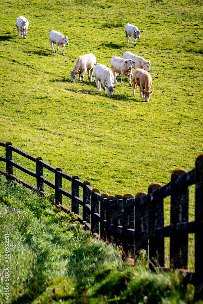 Obraz premium Cattle herd on green fields walking at sunny summer day