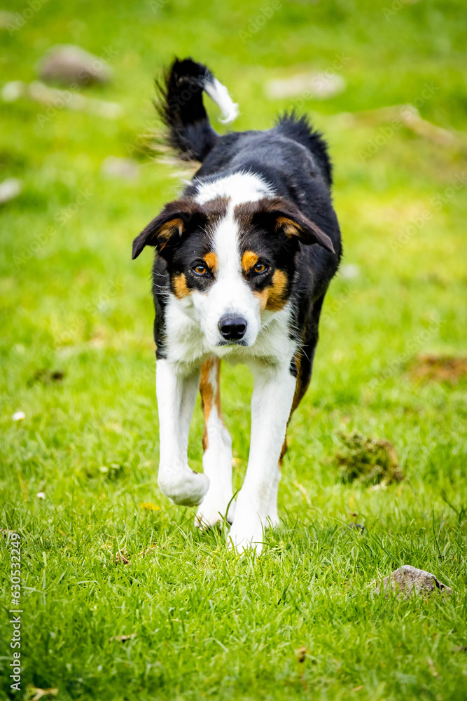 Close up portrait of Border Collie sheep dog working outdoors