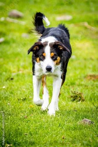 Close up portrait of Border Collie sheep dog working outdoors