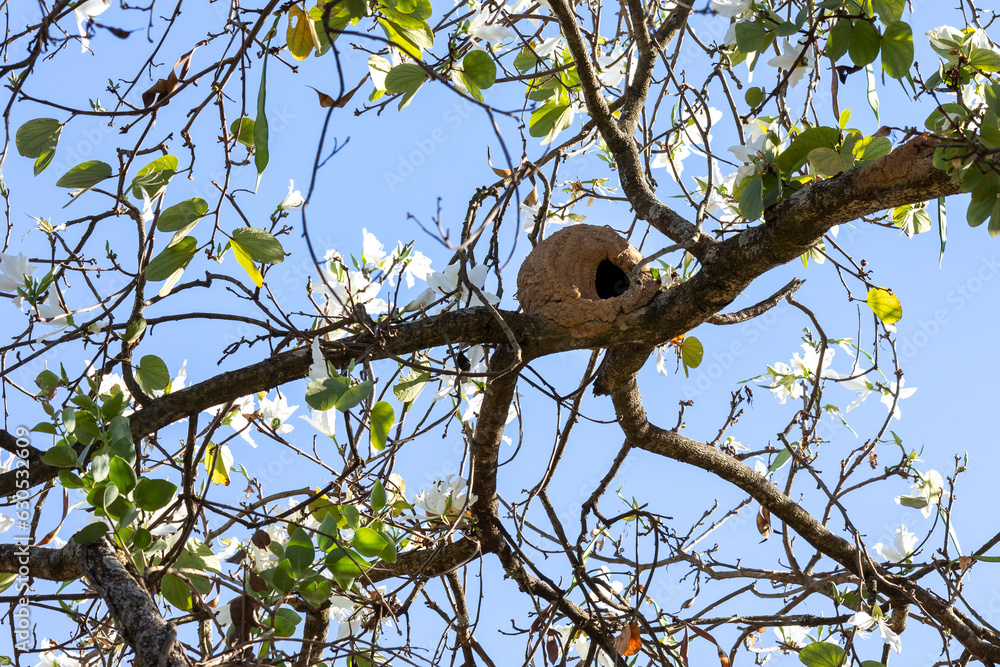 Nest of Rufous Hornero as know as joao-de-barro. The bird that builds its house from clay to procreate. Species Furnarius rufus. Birdwatcher. Nest of Rufous Hornero as know as joao-de-barro. The bird that builds its house from clay to procreate. Species Furnarius rufus. Birdwatcher.