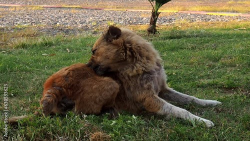 dog lies in the park. The dog pulls fleas out of the coat. Itchy dog. Wool paras
