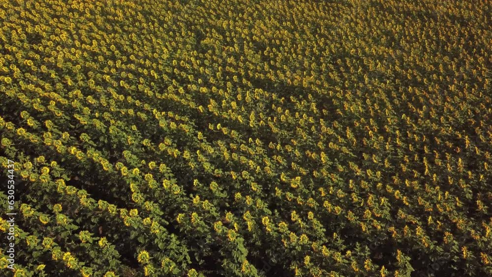 field of sunflowers top view. sunflower oil harvest field of sunflowers top view. sunflower oil harvest