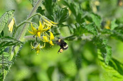 A bumblebee pollinates an organic tomato blossom in the garden.