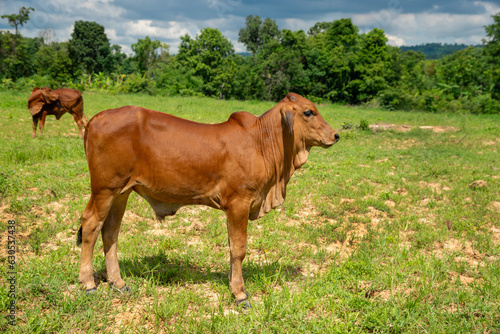 Brown calf standing in a field, Cute young cow standing in the fields. © pornsawan