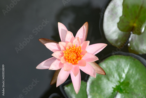 Pink water lily flower blooming in the pond  Top view