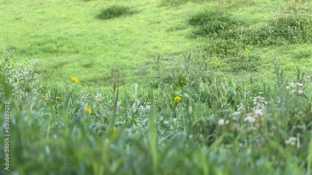 nature field summer wind wild flower cinematic video nature field summer wind wild flower cinematic video