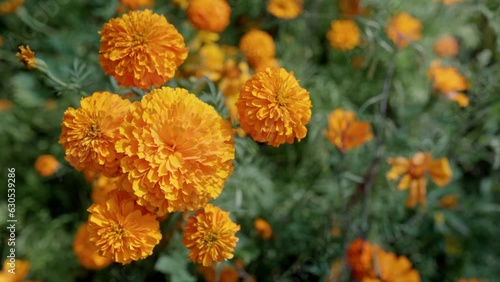 Mexican marigold flowers in a field