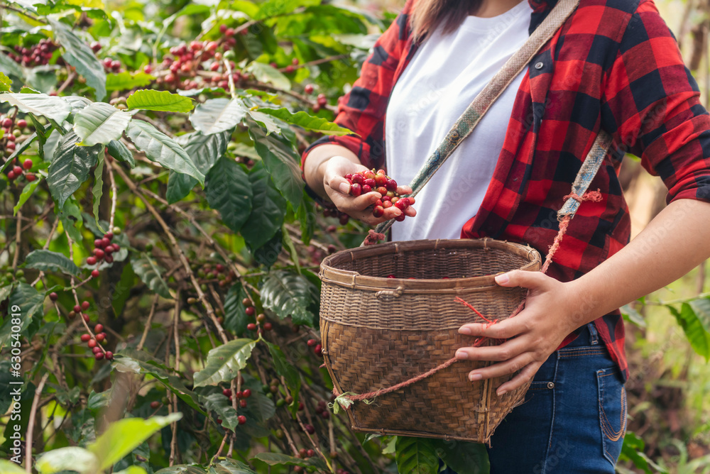 Close up hands harvest red seed in basket robusta arabica plant farm