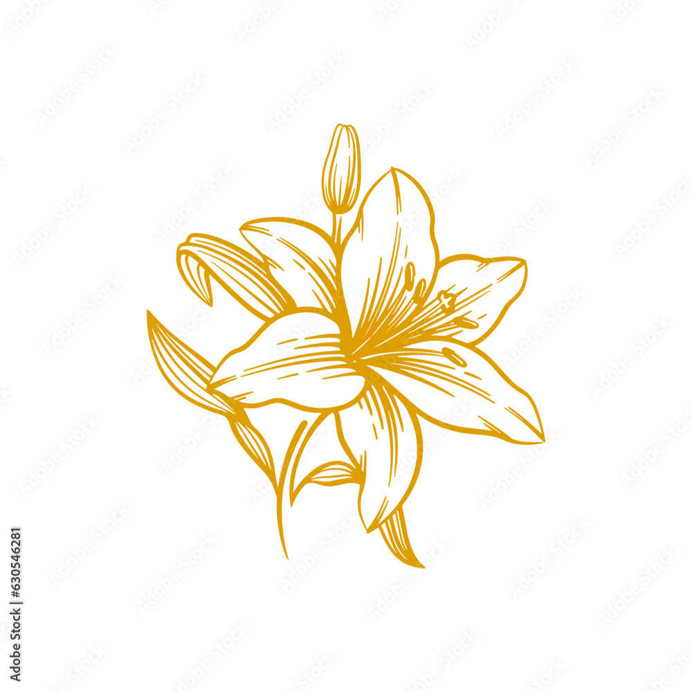 Hand drawn lily flower. Lily flower line art vector illustration Hand drawn lily flower. Lily flower line art vector illustration