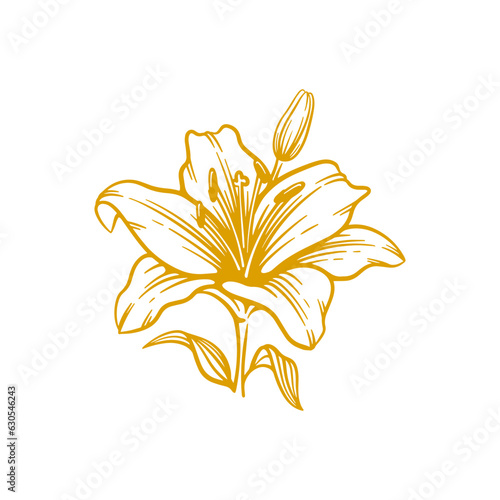 Hand drawn lily flower. Lily flower line art vector illustration