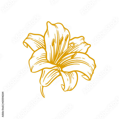 Hand drawn lily flower. Lily flower line art vector illustration