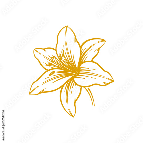 Hand drawn lily flower. Lily flower line art vector illustration